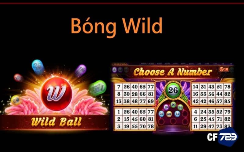 Bóng wild khi xuất hiện Bóng wild khi xuất hiện