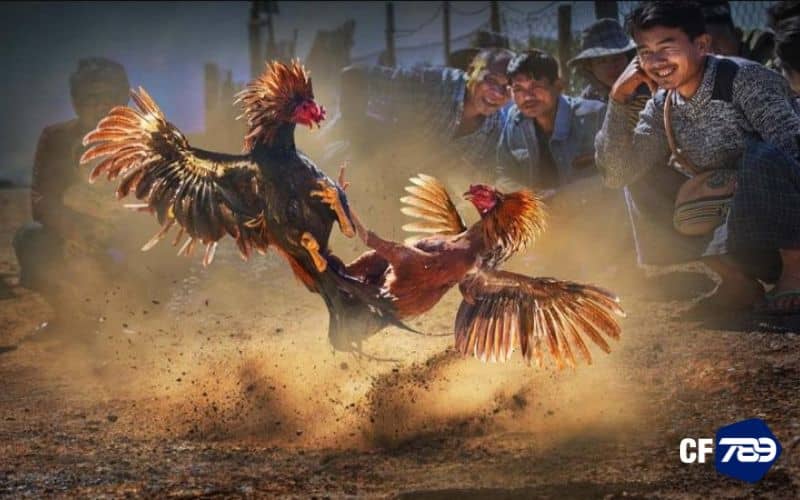 Các hình thức đá gà tại CF789 Các hình thức đá gà tại CF789