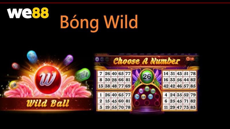 Bóng Wild