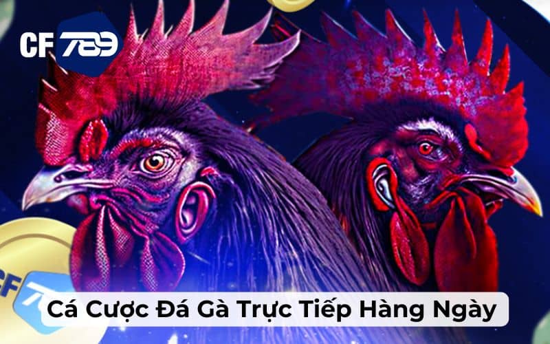 Xem trực tiếp đầy đủ các bồ gà tại Campuchia Xem trực tiếp đầy đủ các bồ gà tại Campuchia