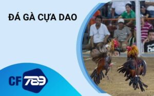 đá gà cựa dao
