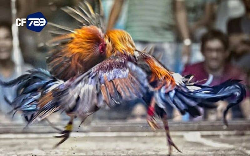 Giao diện đặt cược đơn giản nhưng đáp ứng đủ nhu cầu người chơi
