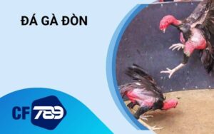 Đá Gà Đòn