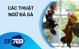 Thuật Ngữ Đá Gà