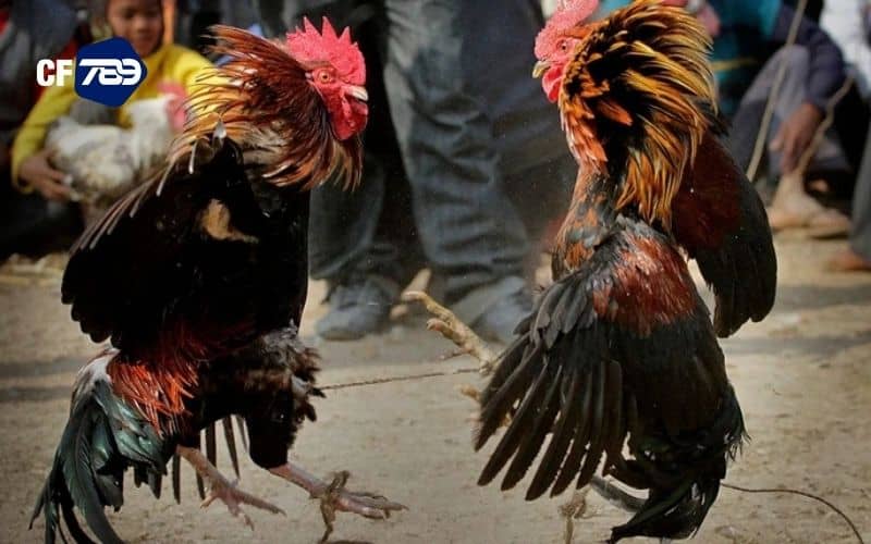 Thuật ngữ đá gà là các từ ngữ được gọi tắt trong giao tiếp của sư kê Thuật ngữ đá gà là các từ ngữ được gọi tắt trong giao tiếp của sư kê
