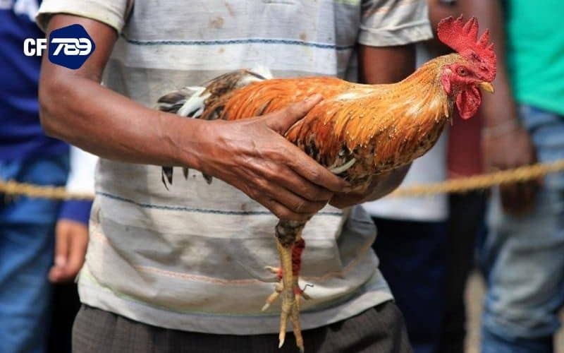 Trong giới đá gà có nhiều thuật ngữ nhưng khá dễ nhớ Trong giới đá gà có nhiều thuật ngữ nhưng khá dễ nhớ