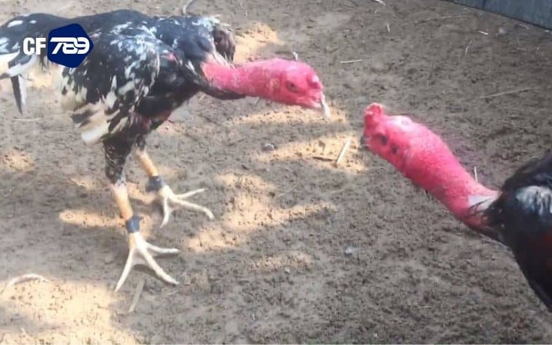 Trước khi trận đấu được diễn ra cựa của gà đòn được kiểm tra kỹ càng